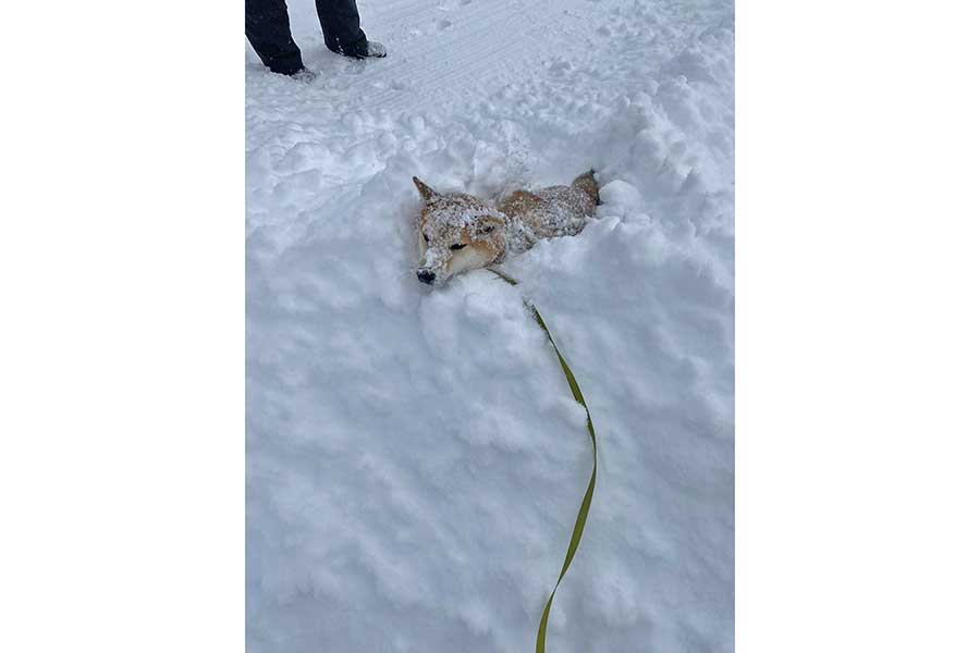 足が雪に沈んで途方に暮れている岳くん【写真提供：岳　柴犬（@hikingshibaGAKU）さん】