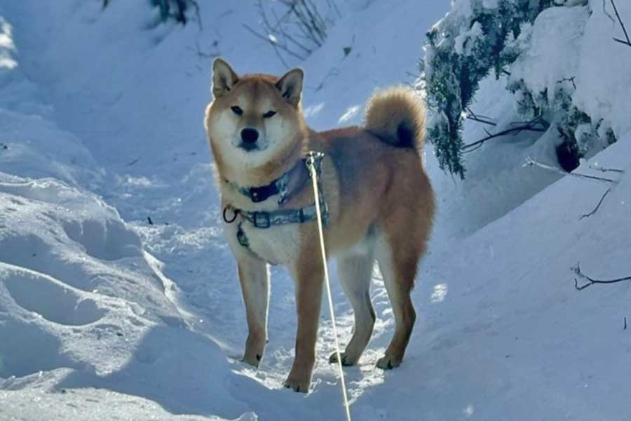 晴れた冬の日、雪道を散歩している柴犬の岳くん【写真提供：岳　柴犬（@hikingshibaGAKU）さん】