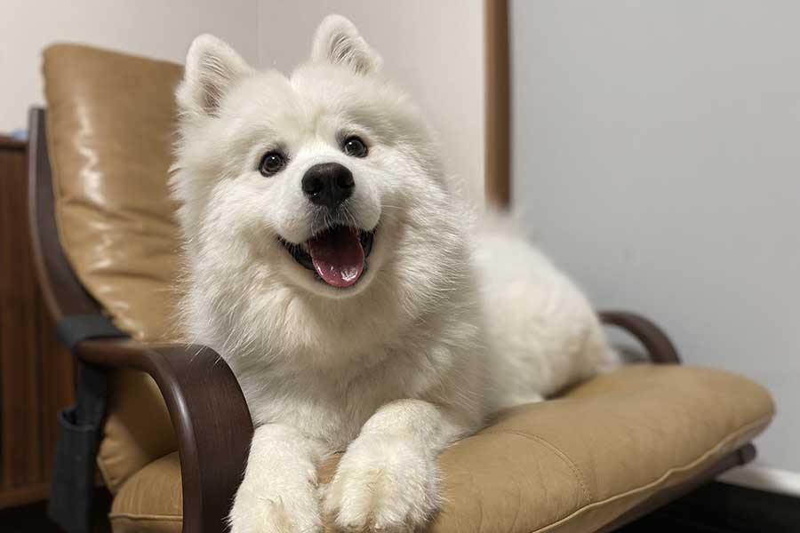 キュートな笑顔を見せるサモエドのりんちゃん【写真提供：サモエド りん（@samoyedRin）さん】