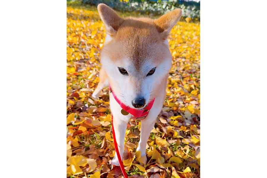 一点を見つめたま固まってしまったももちゃん【写真提供：柴犬もも（@shiba210912）さん】