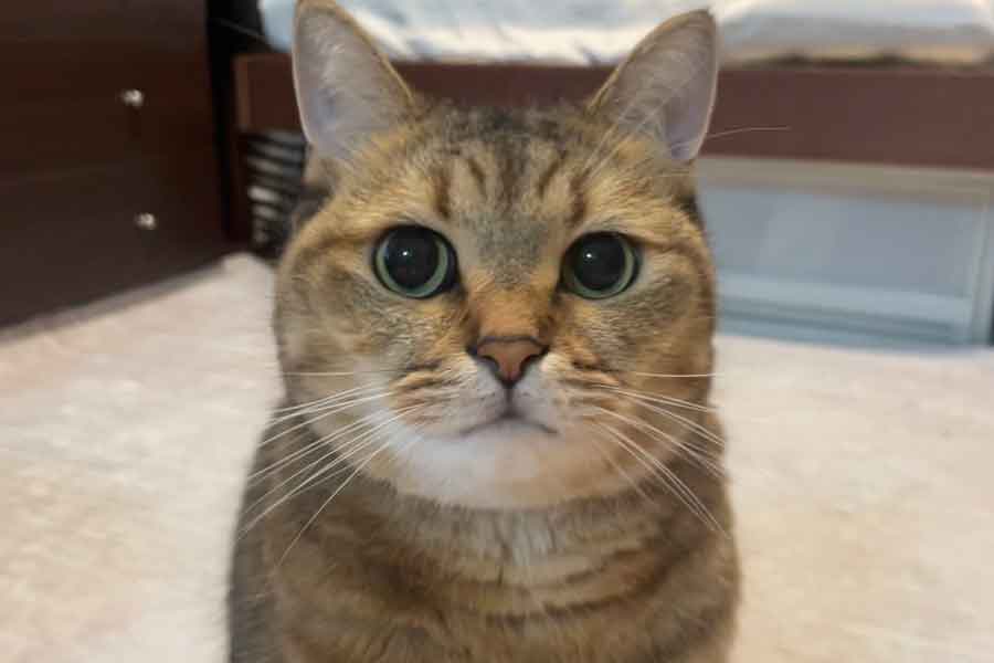 冬毛に変化中のみにらくん【写真提供：みにら日記-MiniraDiary-（@MiniraDiary）さん】