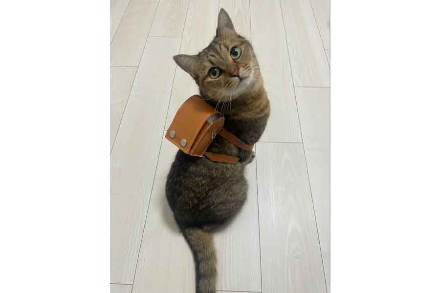 飼い主さんお手製のランドセルを背負うみにらくん【写真提供：みにら日記-MiniraDiary-（@MiniraDiary）さん】