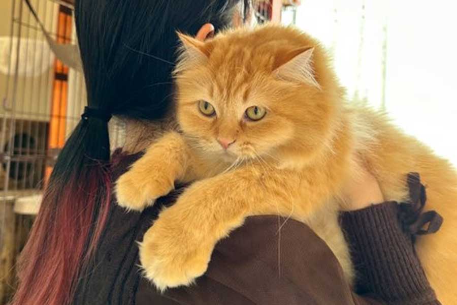 ねこよ、それが同居して4年の答えか」 