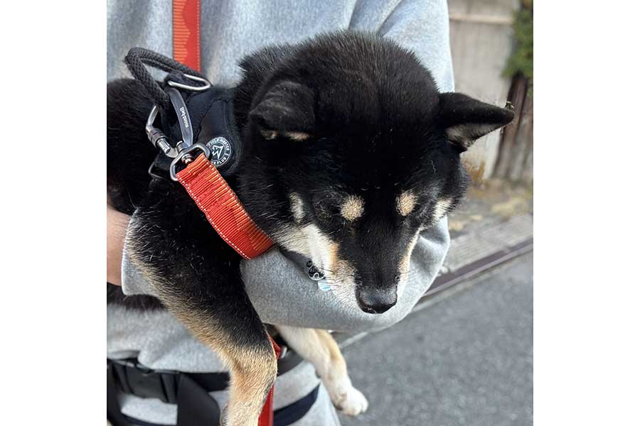 散歩中に歩きたくなくなると、飼い主さんが抱っこをすることも【写真提供：べちか（@10chf）さん】