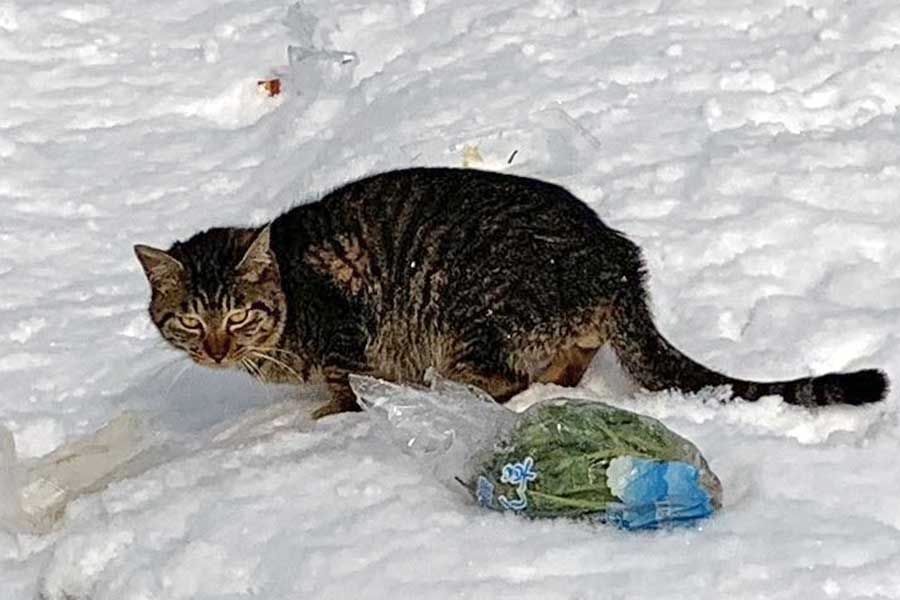 雪の中で発見された野良ねこ【写真提供：今夜が山田（@grugrugru55）さん】