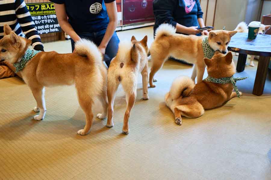 豆柴カフェで柴犬の虜に（写真はイメージ）【写真：写真AC】