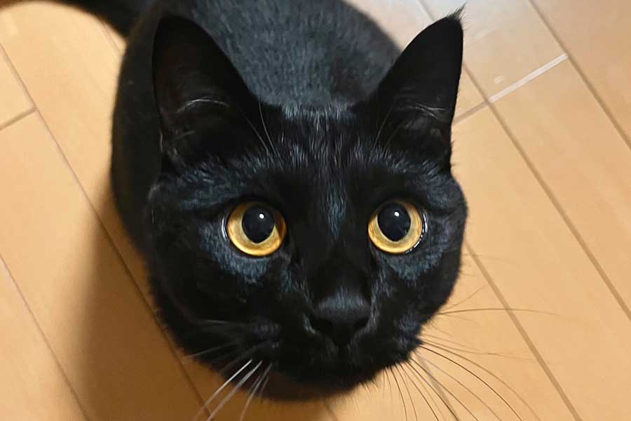 助けろ早くって顔」 あったかグッズに入った黒ねこと飼い主の姿に7.7万