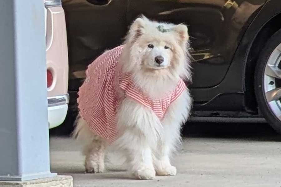 家の敷地内で飼い主さんを待つ心和ちゃん【写真提供：サモエド心和 13歳 愛されるのがお仕事（@bobobon_wacchan）さん】