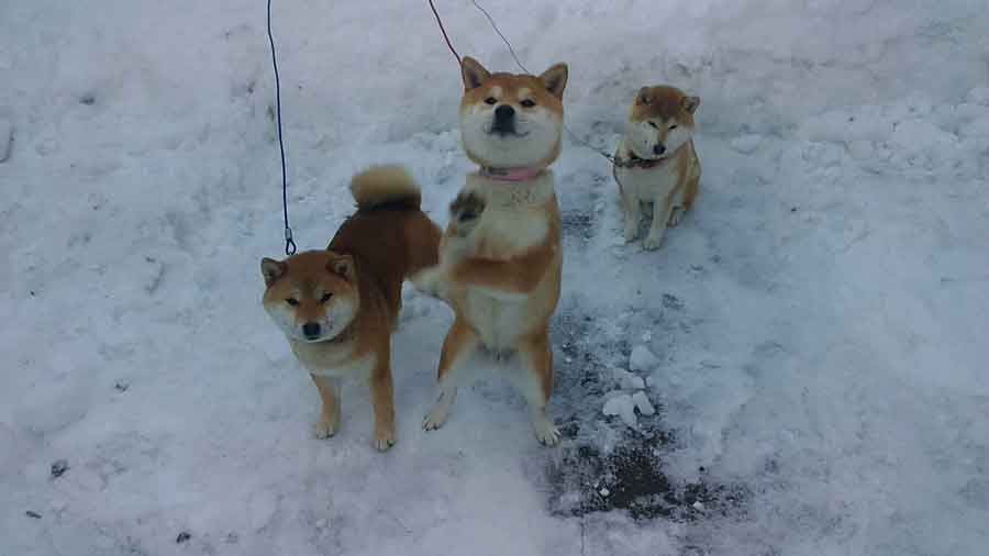 雪の中を元気に過ごす（左から）ココちゃんとノノちゃんとモモちゃん【写真提供：マヨネ（@GMJpaCSCbuIDYDw）さん】