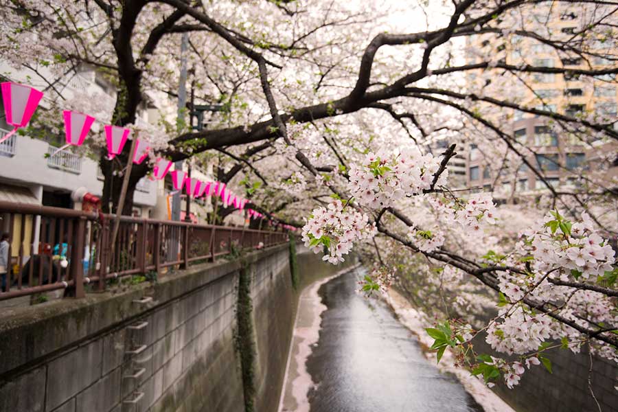 桜の見頃に合わせて来るのは難しく、リベンジを誓う人も（写真はイメージ）【写真：PIXTA】