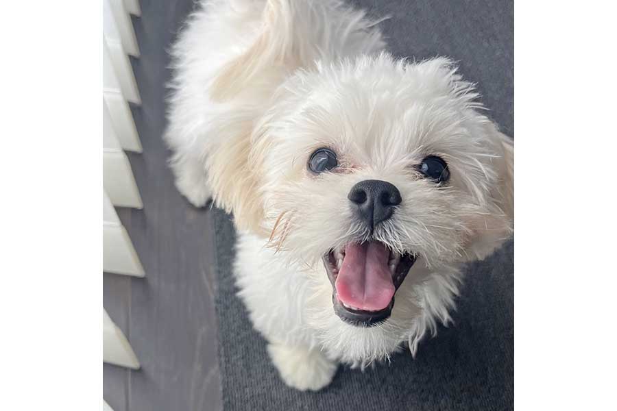 笑顔がかわいらしいちゃむまるくん。窓から飼い主さんをお見送りすることも【写真提供：ちゃむまる（@chamuland）さん】