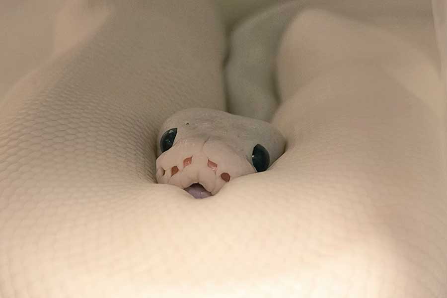 自分の体に埋もれるネジュちゃん【写真提供：もちこ@ヘビの正面顔愛し隊隊長（@hebi_mochi）さん】