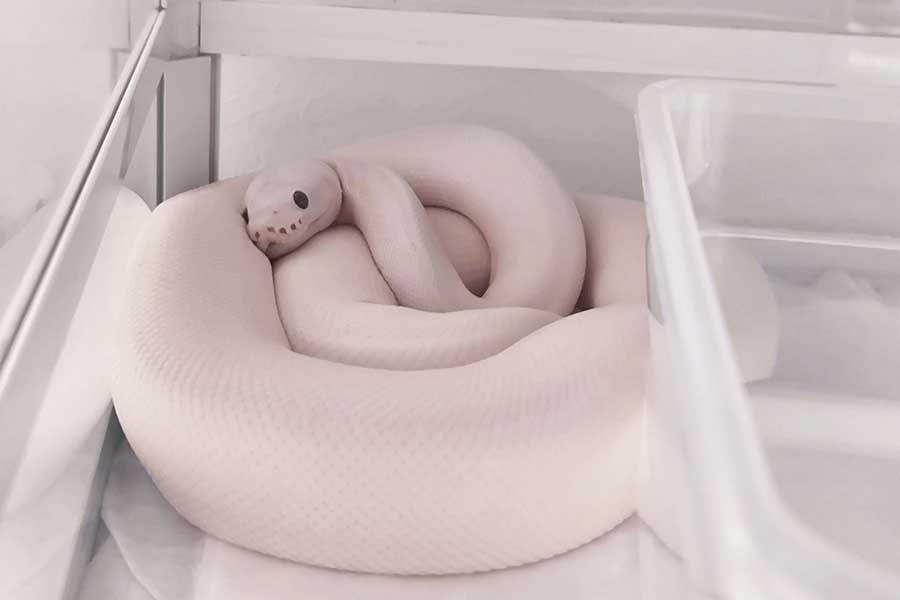 ケージの中でまったり過ごすネジュちゃん【写真提供：もちこ@ヘビの正面顔愛し隊隊長（@hebi_mochi）さん】