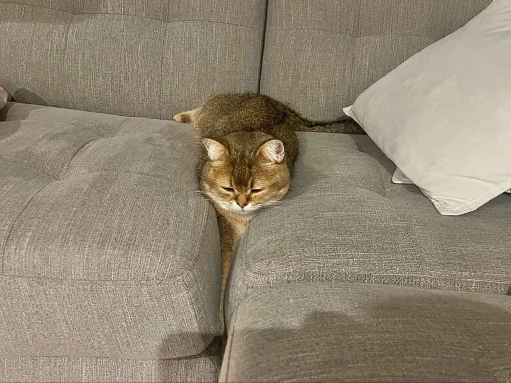 【写真提供：ぽてこゆこめ。（@potechi_nikki）さん】