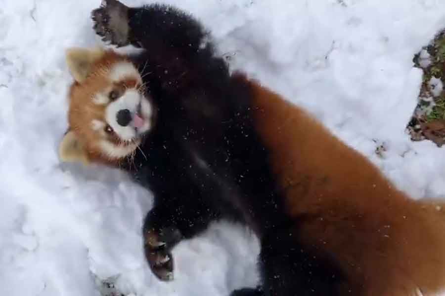 雪の上で寝転ぶ優香ちゃん（画像はスクリーンショット）