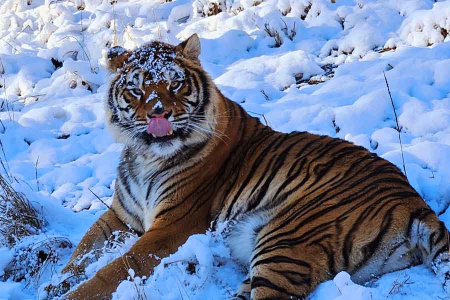 雪の中でも元気な同園のトラ【写真提供：秋吉台自然動物公園サファリランド】
