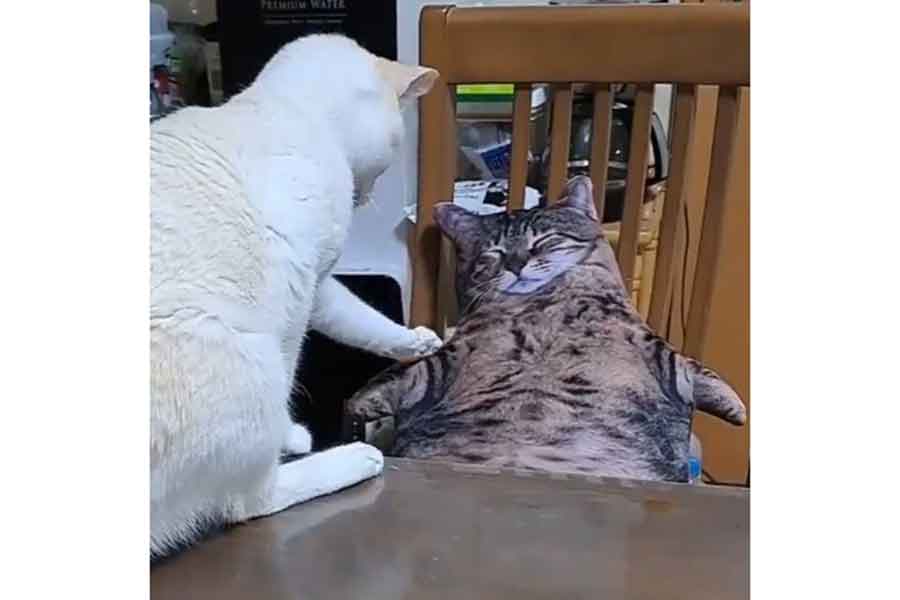 クッションのねこを心配するノリちゃん（画像はスクリーンショット）