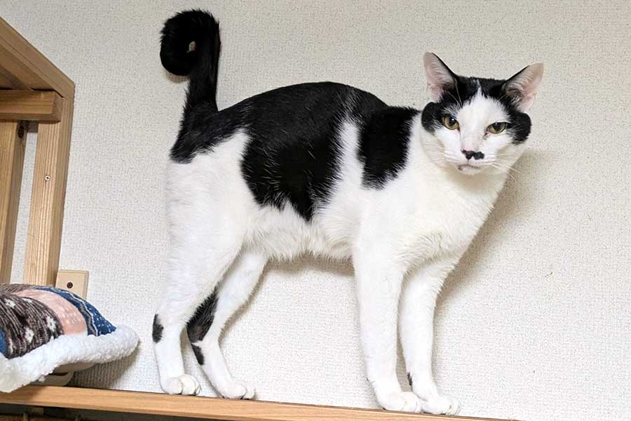 シッポが「9」になるみろくくん【写真提供：じょせふ（@888goody）さん】