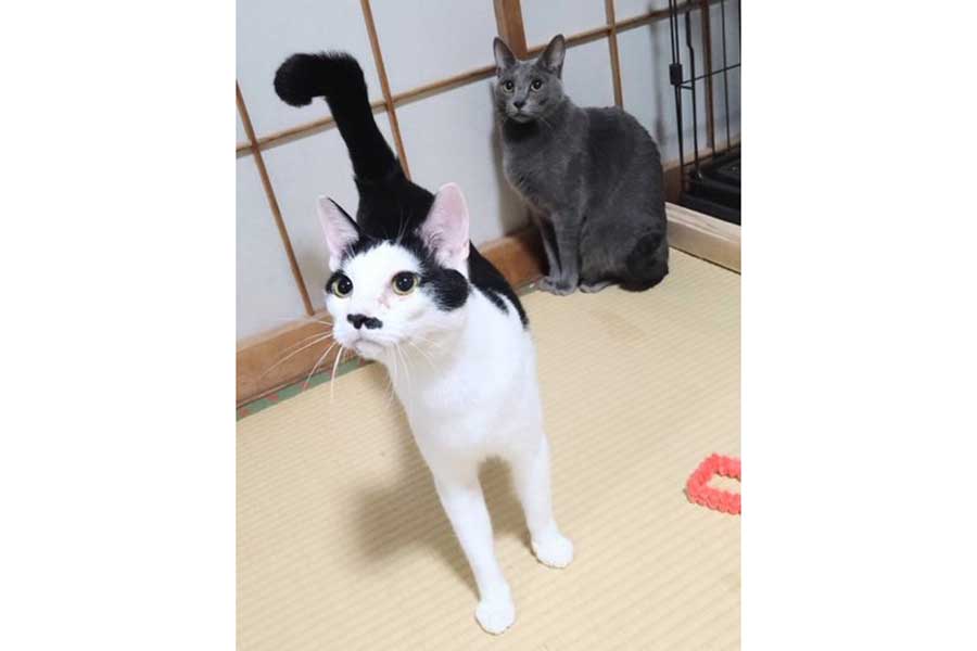 かぎシッポを持つ仲良しきょうだいの（左から）みろくくん、ターラちゃん【写真提供：じょせふ（@888goody）さん】