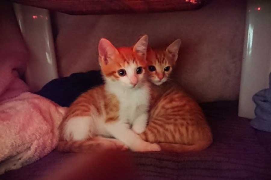 はなまるくん（左）とだいきちくん【写真提供：ねこのはなまるだいきち（@hanadai_neko）さん】