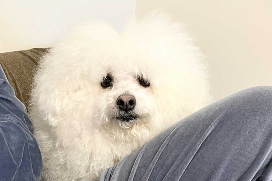 リンスをしてもらい、いつもと違う雰囲気になったプペルくん【写真提供：プペル　ビションフリーゼ（@poupelle0619）さん】