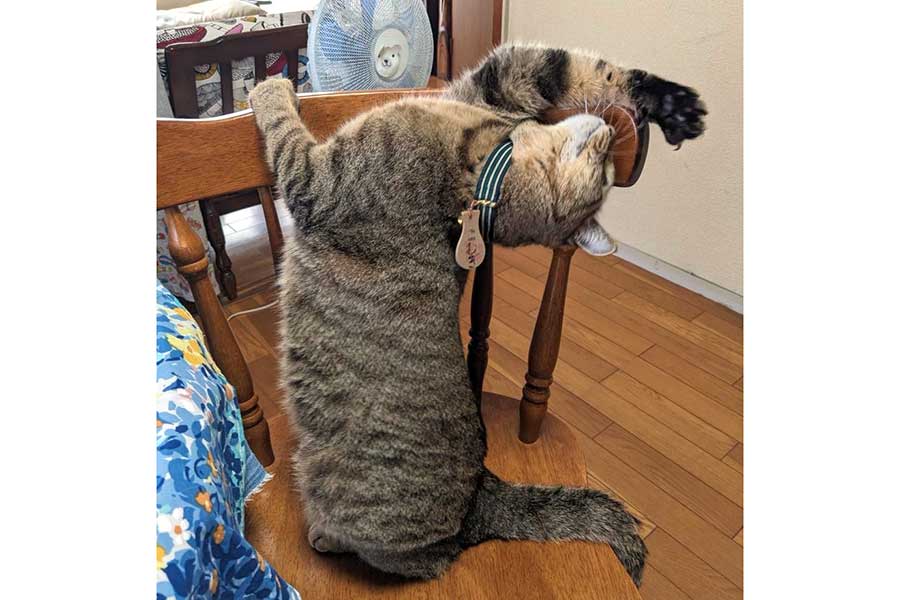 椅子の上で伸びをするこむぎくん【写真提供:こころのねこ(@neko_of_kokoro)さん】