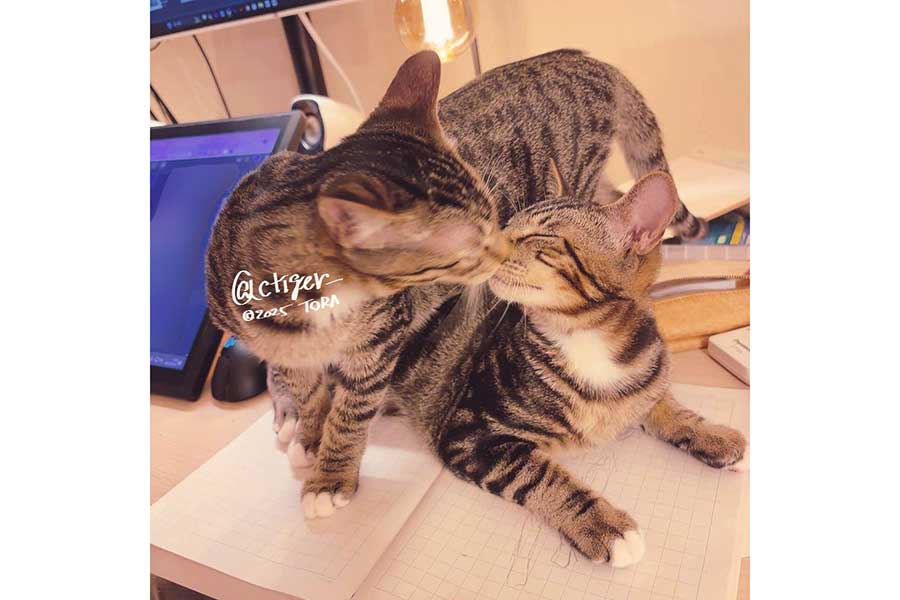 とても仲良しな（左から）ネネちゃんとチロルくん【写真提供：トラチカ（@ctiger_）さん】