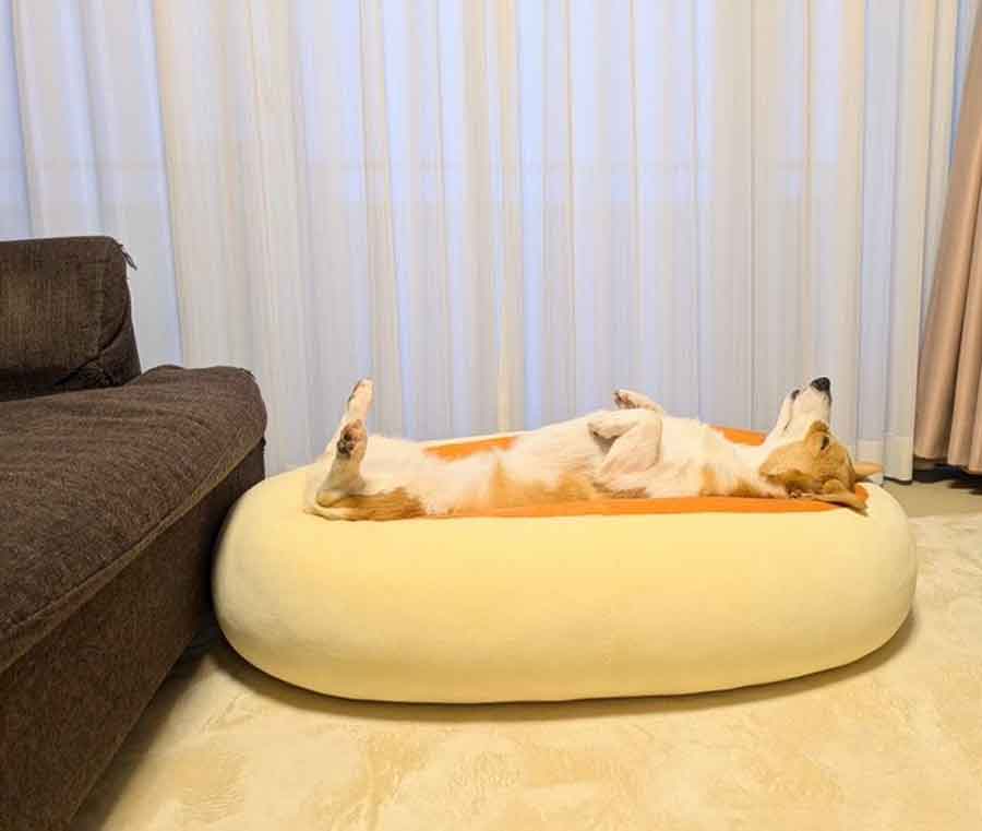 【写真提供：こまち@彩（@komachiaya_）さん】