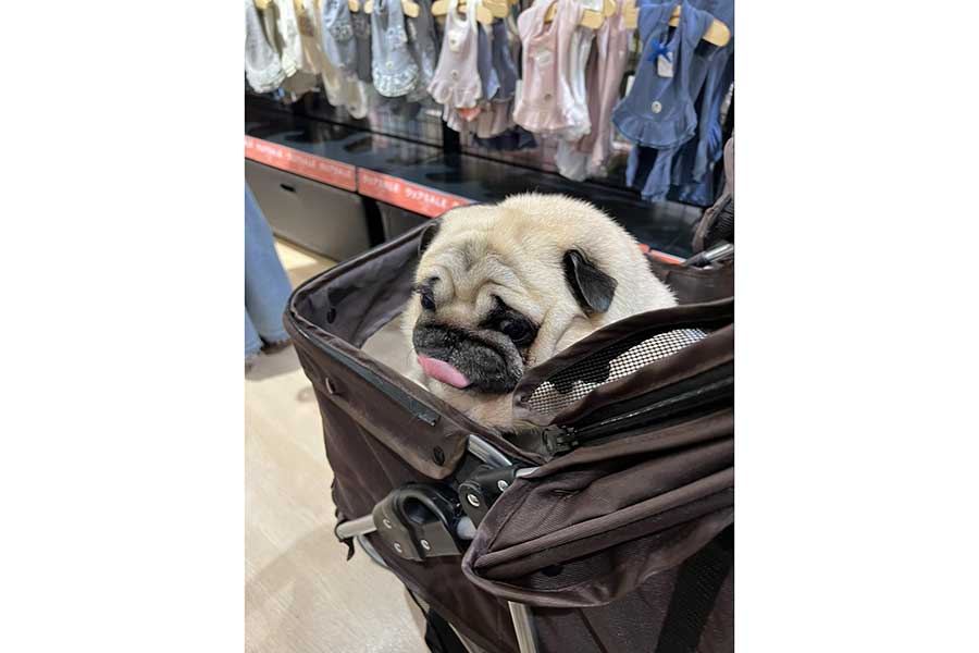 飼い主さんと服を選ぶアモちゃん【写真提供：パギー@キャンプの記事を書く人（@kunisu89）さん】