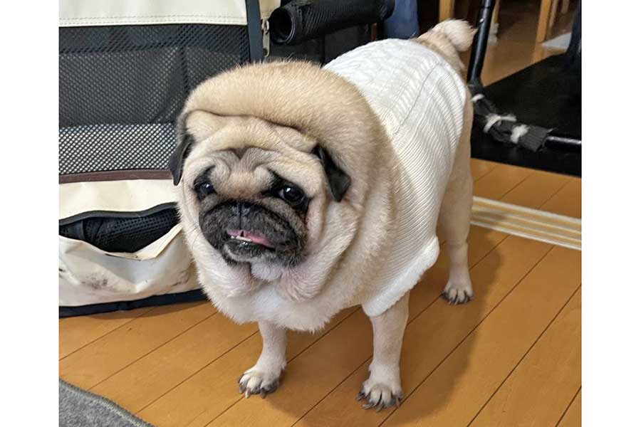 ライオンのようになったアモちゃん【写真提供：パギー@キャンプの記事を書く人（@kunisu89）さん】