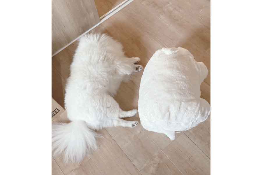 【写真提供：ちくわ（白ポメラニアン）（@chikuwa78107742）さん】