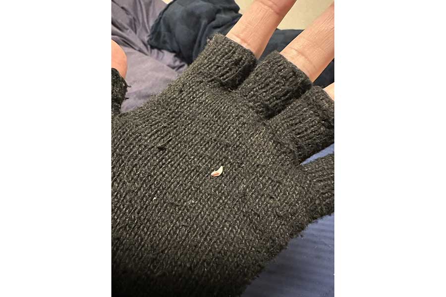 生後5か月のテオくんから抜けた小さな歯【写真提供：猫好きデザイナーザク村さんと黒猫テオくん（@zakumura_san）さん】