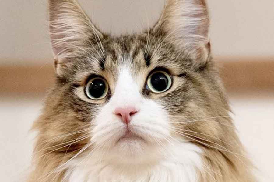 家族写真を渋々撮る北欧ねこ あまりの不満顔に「仕方なさがすごい