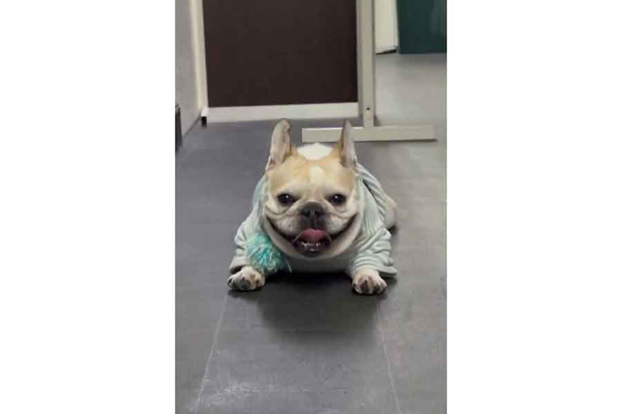 職場でご機嫌な表情を浮かべるマルコくん（画像はスクリーンショット）