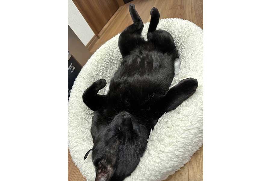 お腹を出し、無防備な姿でくつろぐクロちゃん【写真提供：クロ / 古民家ビオスチームサロンUの黒猫（香川県三豊市）（@u__asa）さん】