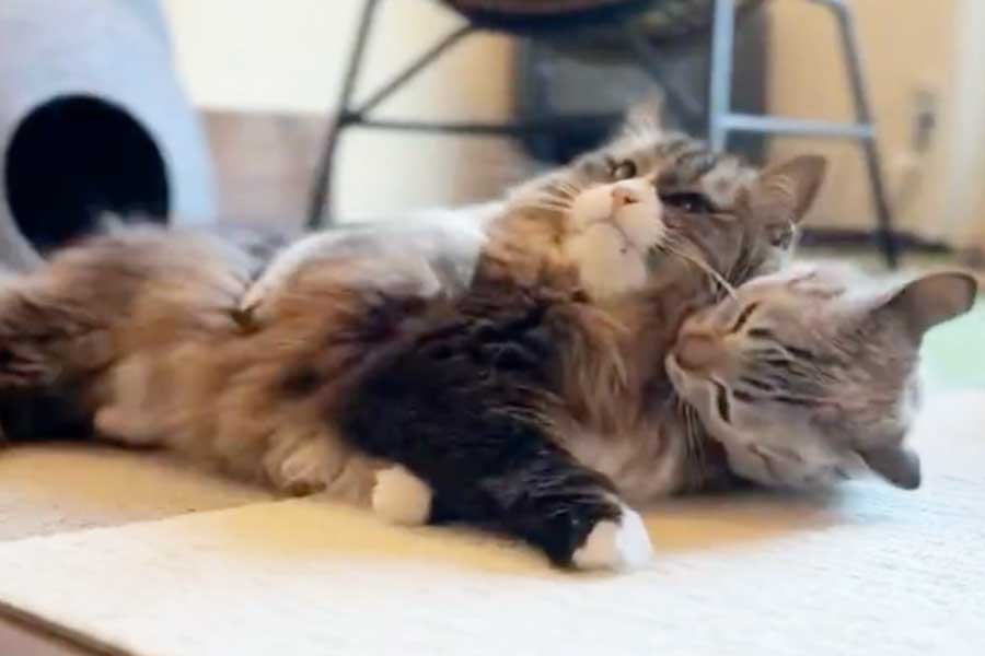 ロッケくんを後ろから押さえて毛づくろいを始めるくうくん(画像はスクリーンショット)