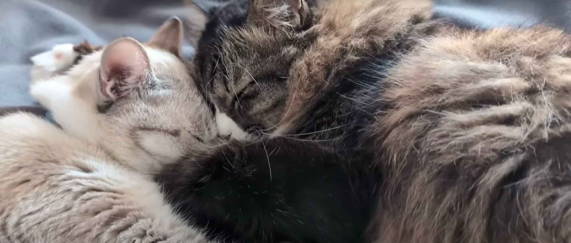 顔と顔を合わせてくっつく(左から)くうくんとロッケくん(画像はスクリーンショット)