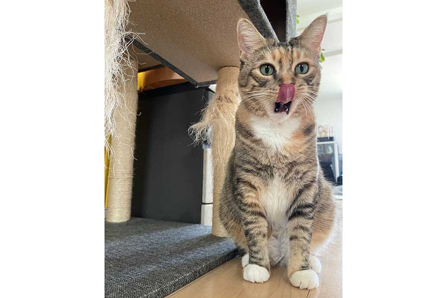 鼻をペロリと舐めて、お茶目な表情を見せるししまるちゃん【写真提供：うめのこんぶ（@umenoconbu21）さん】