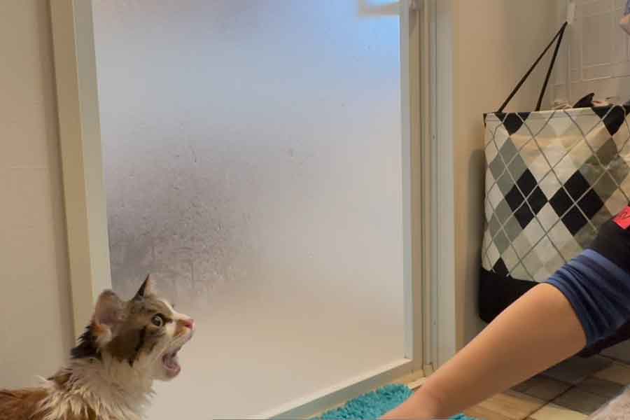 クッキーちゃんもお風呂に入れられたことにご立腹【写真提供：三毛猫姉妹くきくらと飼主の道（@suggarmich）さん】