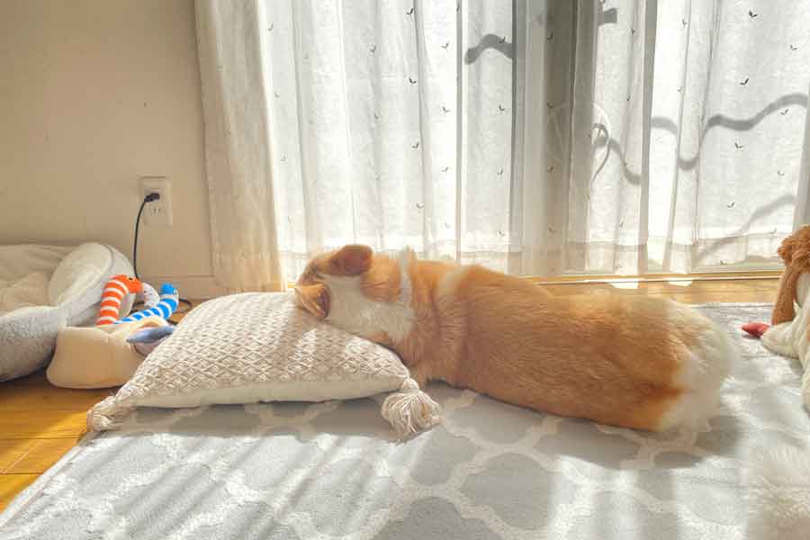 「日曜日のお父さんみたい」に寝そべるあんずちゃん【写真提供：ばななな（@Banana_corgi7）さん】