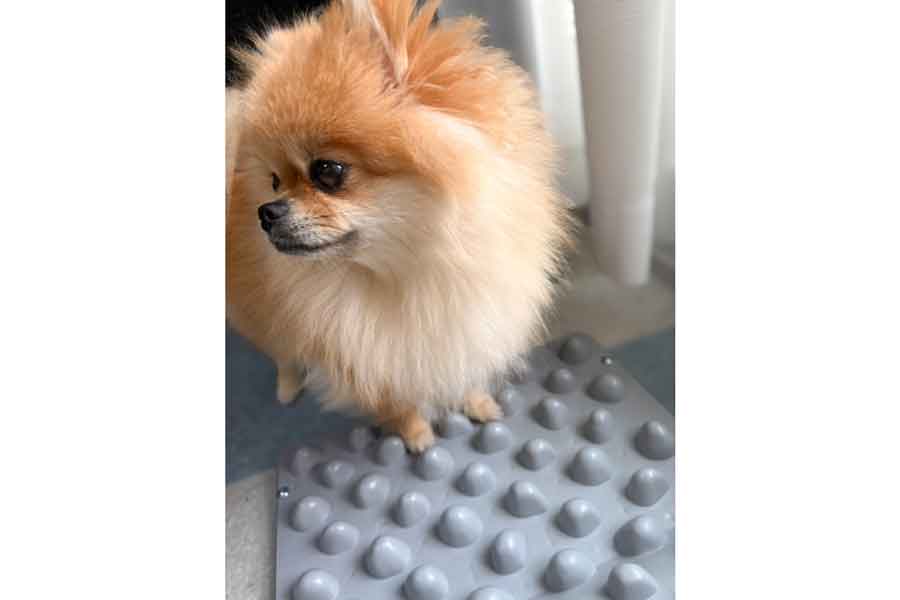 足つぼマットがまったく効いていない様子のぽちゃんちゃん【写真提供：EBIKECHI（@ebikechi）さん】