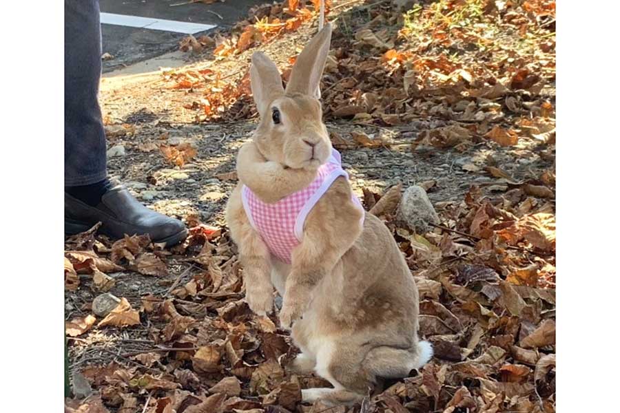 立ち上がった姿が、ムキムキのカンガルーにしか見えないももちよちゃん【写真提供：とらちよ（@sDmhQ5sCIy12583）さん】