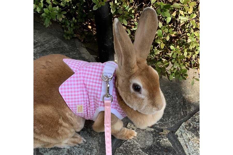 立ち上がらなければムキムキには見えない【写真提供：とらちよ（@sDmhQ5sCIy12583）さん】