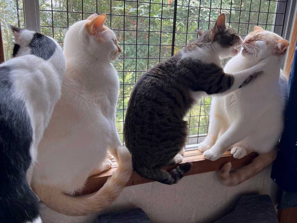 話題になった一枚。左から、マナミくん、ユキくん、ヒナタちゃん、フクくん【写真提供：よどん（@nn_mnm6）さん】