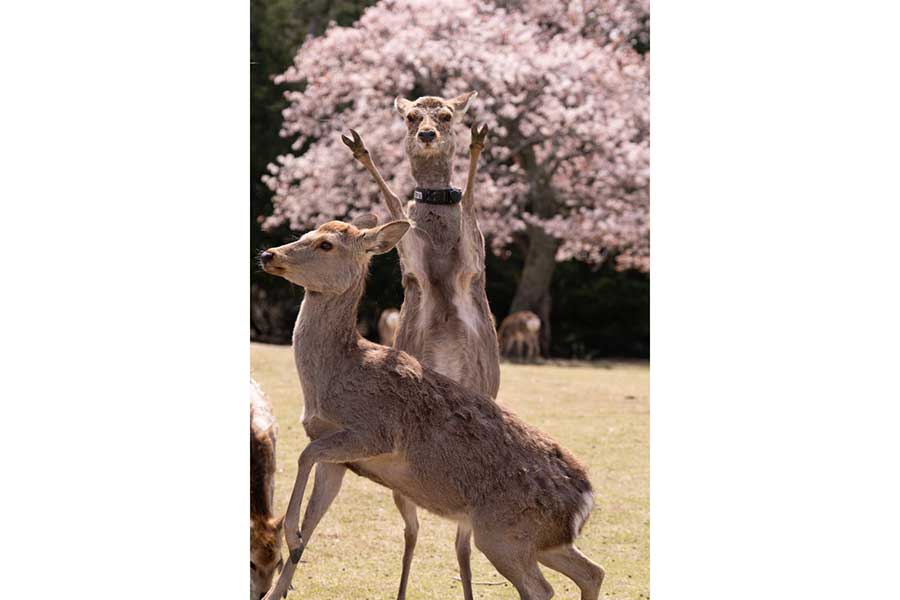 ピースをしているように見える、まるでパリピのようなシカ【写真提供：ぺーやん/Peyan（@Peyan_Photo）さん】