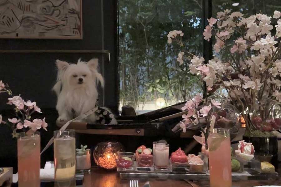 浮かない表情のかわいーぬちゃん【写真提供：かわいーぬ（@kawai_nu_san）さん】