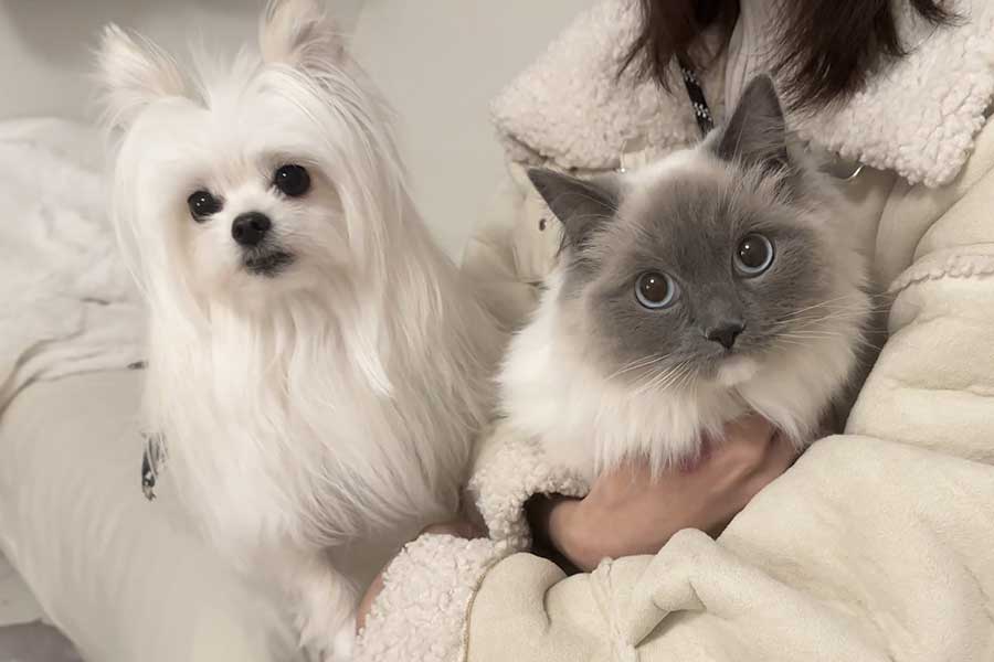 まるで姉妹？　かわいーぬちゃん（左）とガングロちゃん【写真提供：かわいーぬ（@kawai_nu_san）さん】