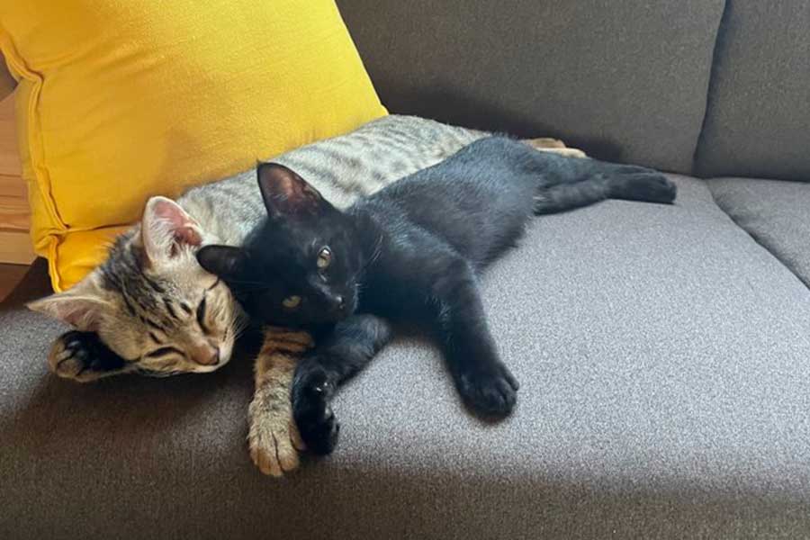 仲良く並んで眠る、お迎えされたばかりの頃の（左から）つむじくんともずくくん【写真提供：写真提供：たまはち（@tama894x）さん】