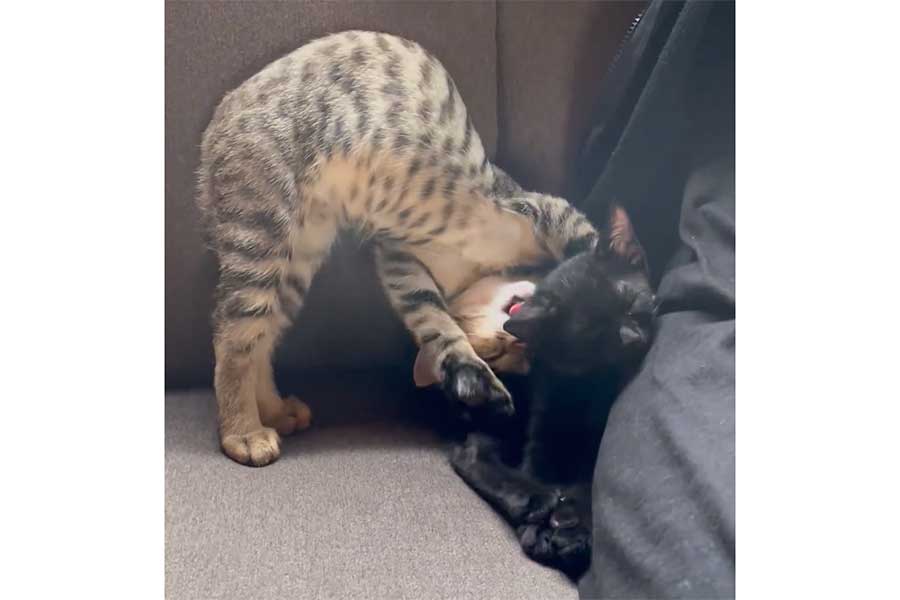 ひっくり返りながらもずくくん（右）を毛づくろいをするつむじくん（画像はスクリーンショット）