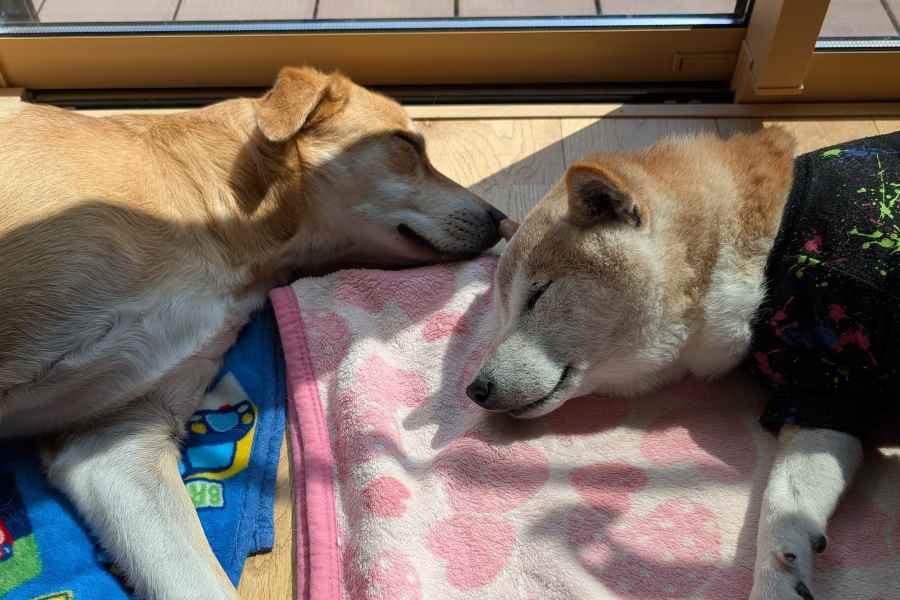 先住犬と仲良く眠る、元迷いいぬ【写真提供：ごうやま（@UfedMLxsFWF92uf）さん